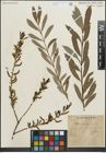 Foto von Salix purpurea L.